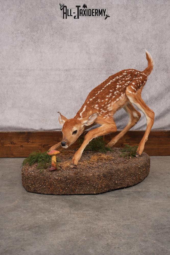 Whitetail deer fawn taxidermy mount for sale SKU 2714