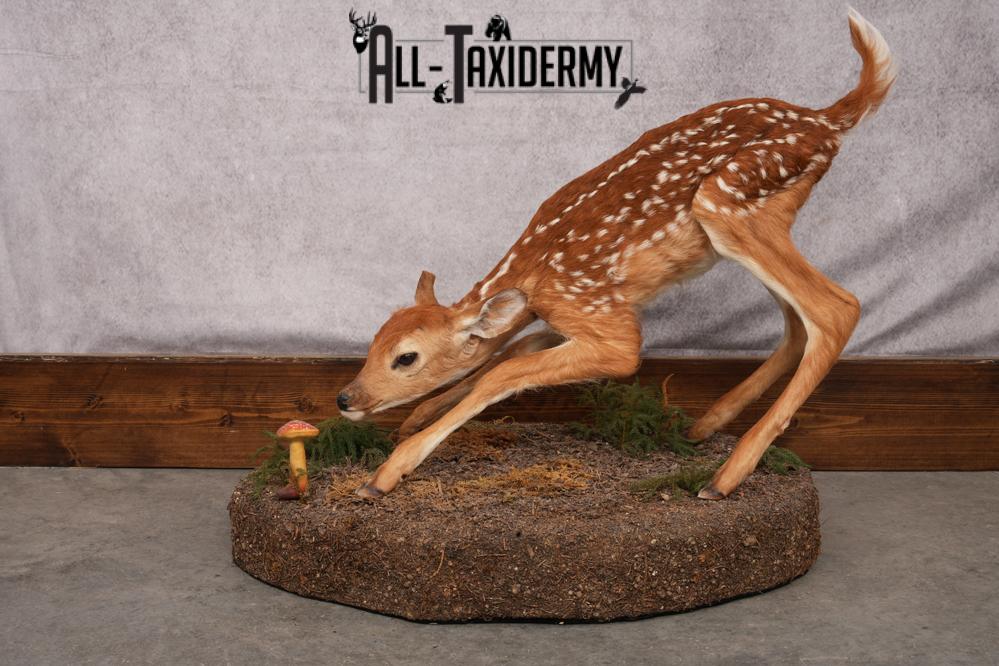 Whitetail deer fawn taxidermy mount for sale SKU 2714 - Image 10