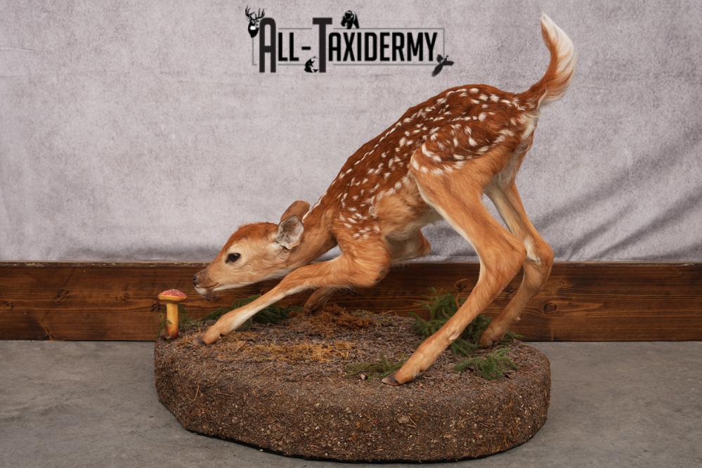 Whitetail deer fawn taxidermy mount for sale SKU 2714 - Image 9