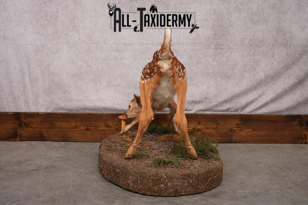 Whitetail deer fawn taxidermy mount for sale SKU 2714 - Image 8