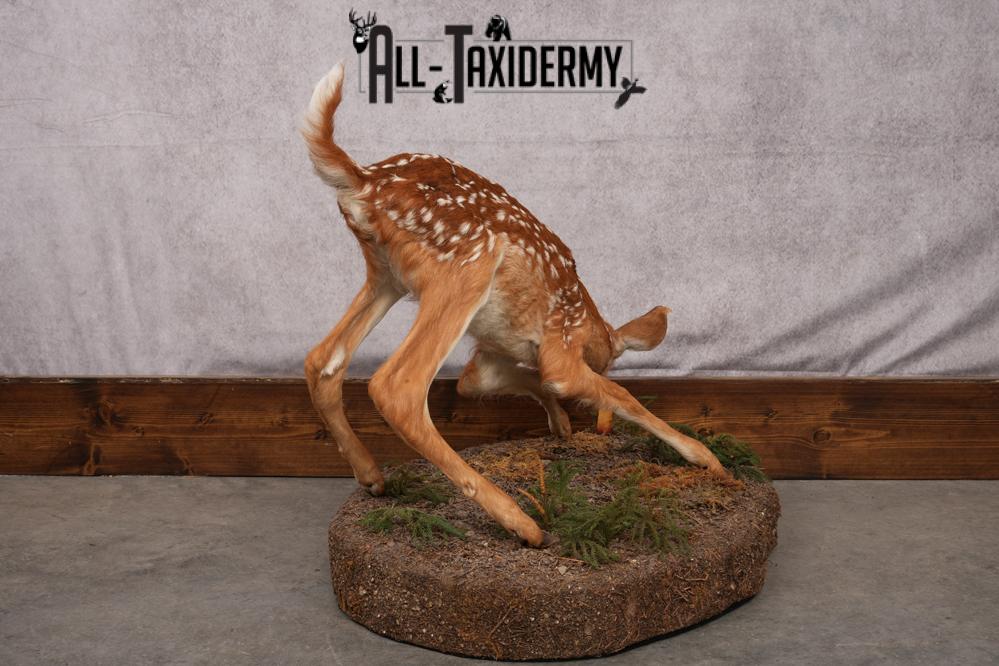 Whitetail deer fawn taxidermy mount for sale SKU 2714 - Image 7