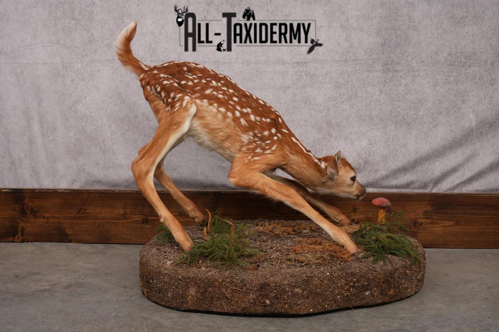 Whitetail deer fawn taxidermy mount for sale SKU 2714 - Image 6