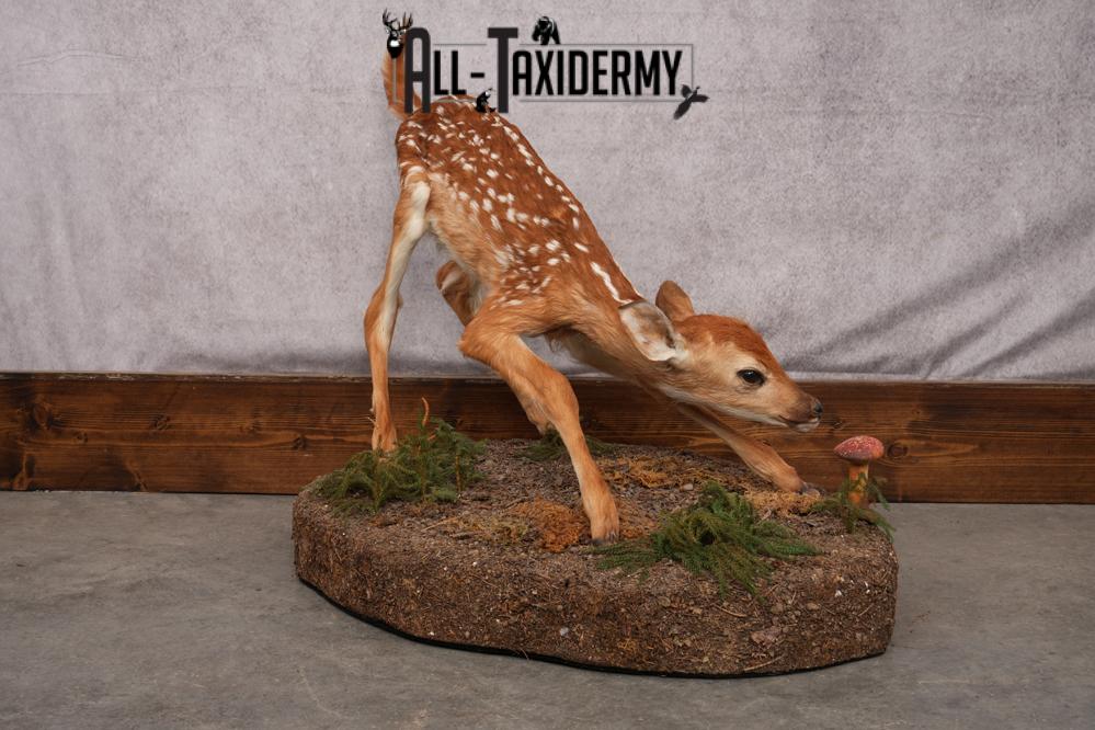 Whitetail deer fawn taxidermy mount for sale SKU 2714 - Image 5