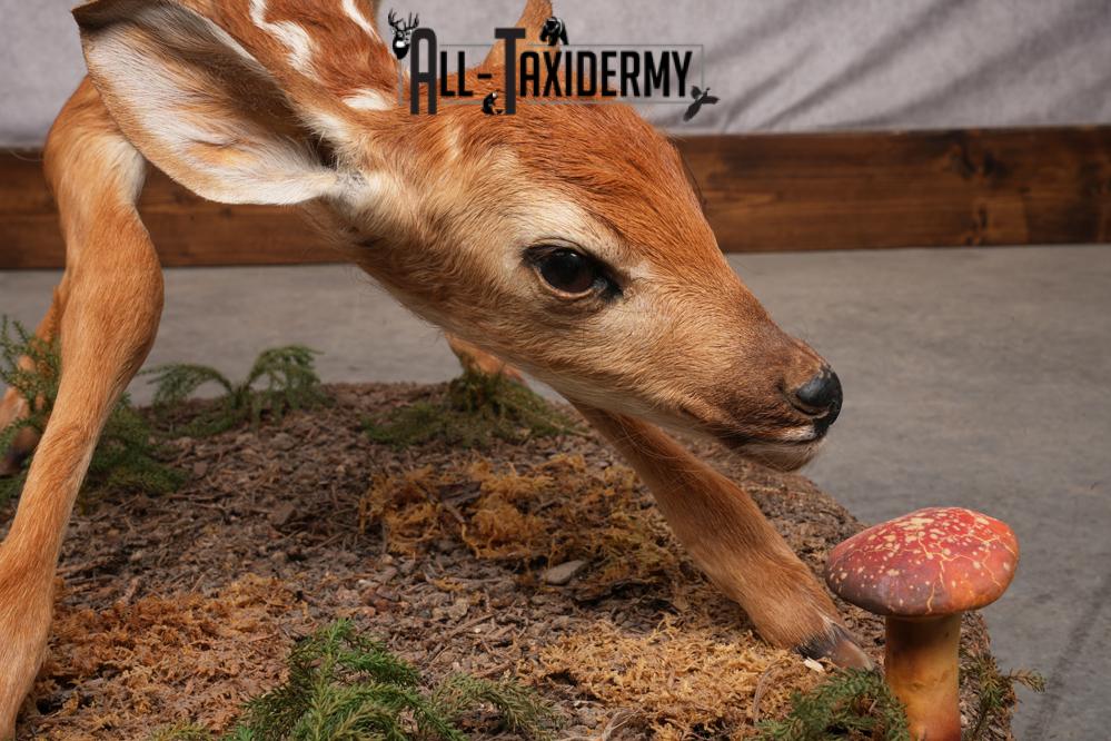 Whitetail deer fawn taxidermy mount for sale SKU 2714 - Image 4