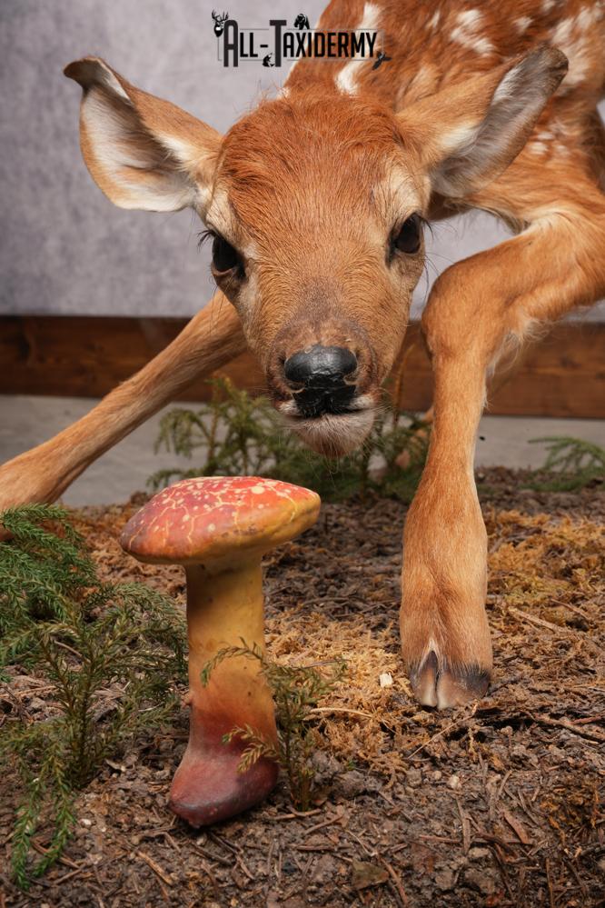 Whitetail deer fawn taxidermy mount for sale SKU 2714 - Image 3