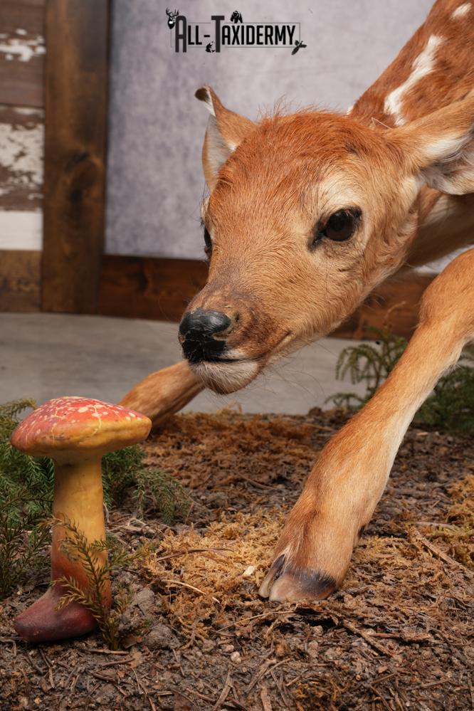 Whitetail deer fawn taxidermy mount for sale SKU 2714 - Image 2