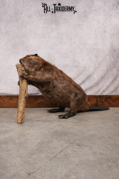 Beaver taxidermy mount for sale SKU 2703