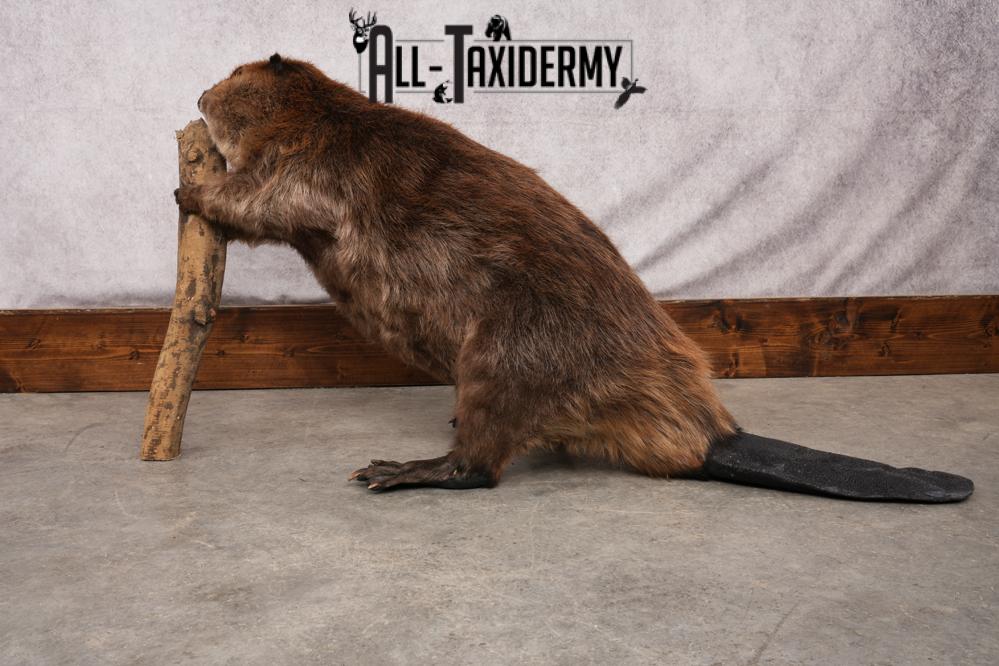 Beaver taxidermy mount for sale SKU 2703 - Image 9