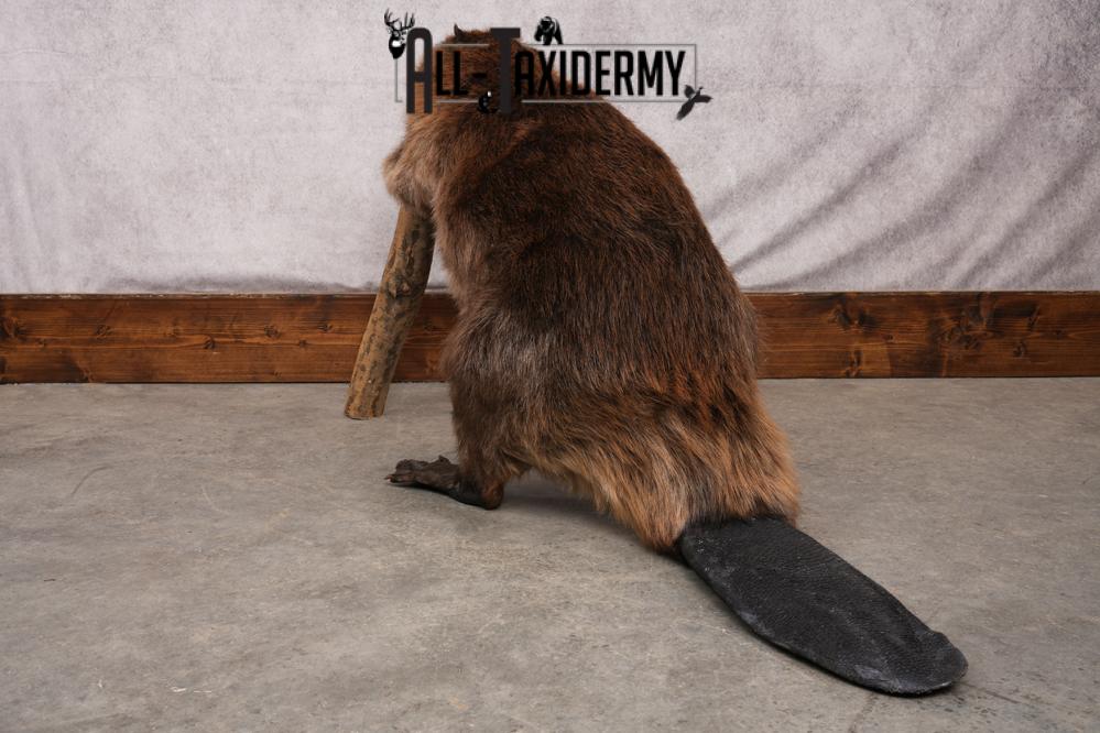 Beaver taxidermy mount for sale SKU 2703 - Image 8