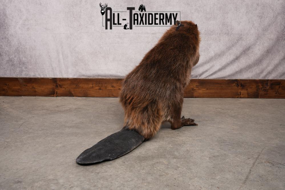 Beaver taxidermy mount for sale SKU 2703 - Image 7