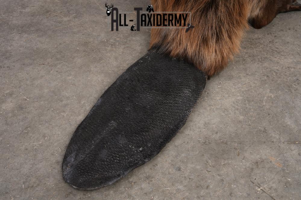 Beaver taxidermy mount for sale SKU 2703 - Image 6