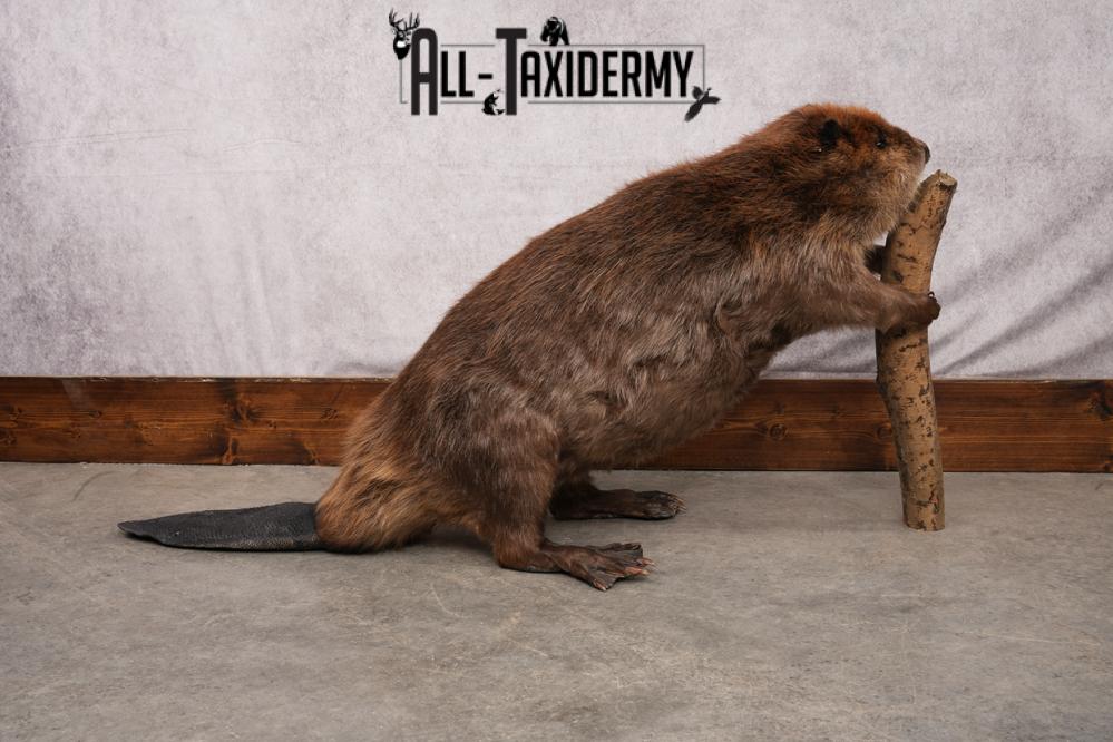Beaver taxidermy mount for sale SKU 2703 - Image 5