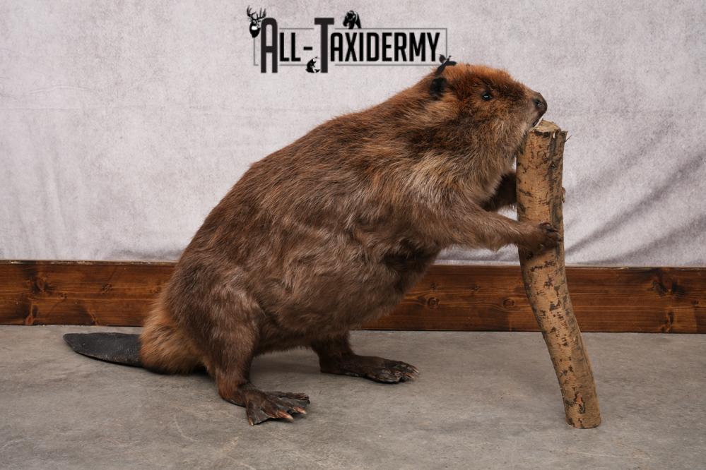 Beaver taxidermy mount for sale SKU 2703 - Image 4