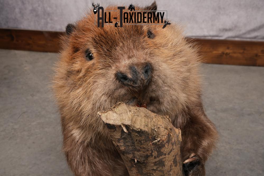 Beaver taxidermy mount for sale SKU 2703 - Image 3