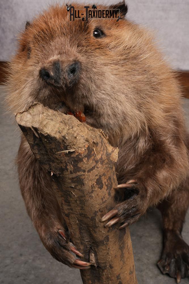 Beaver taxidermy mount for sale SKU 2703 - Image 2