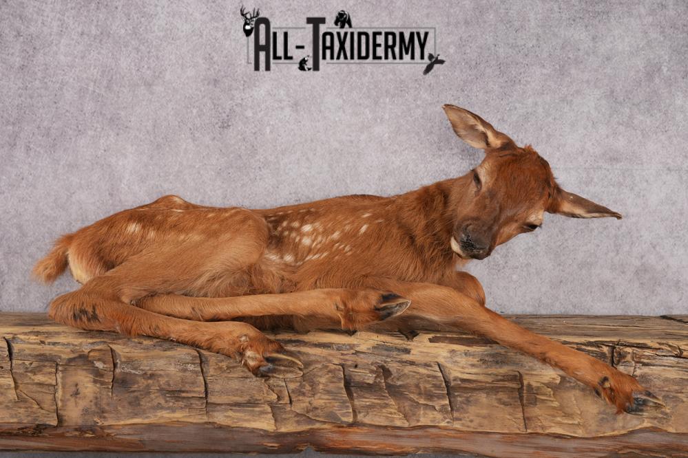Fawn elk taxidermy mount for sale SKU 2716 - Image 7
