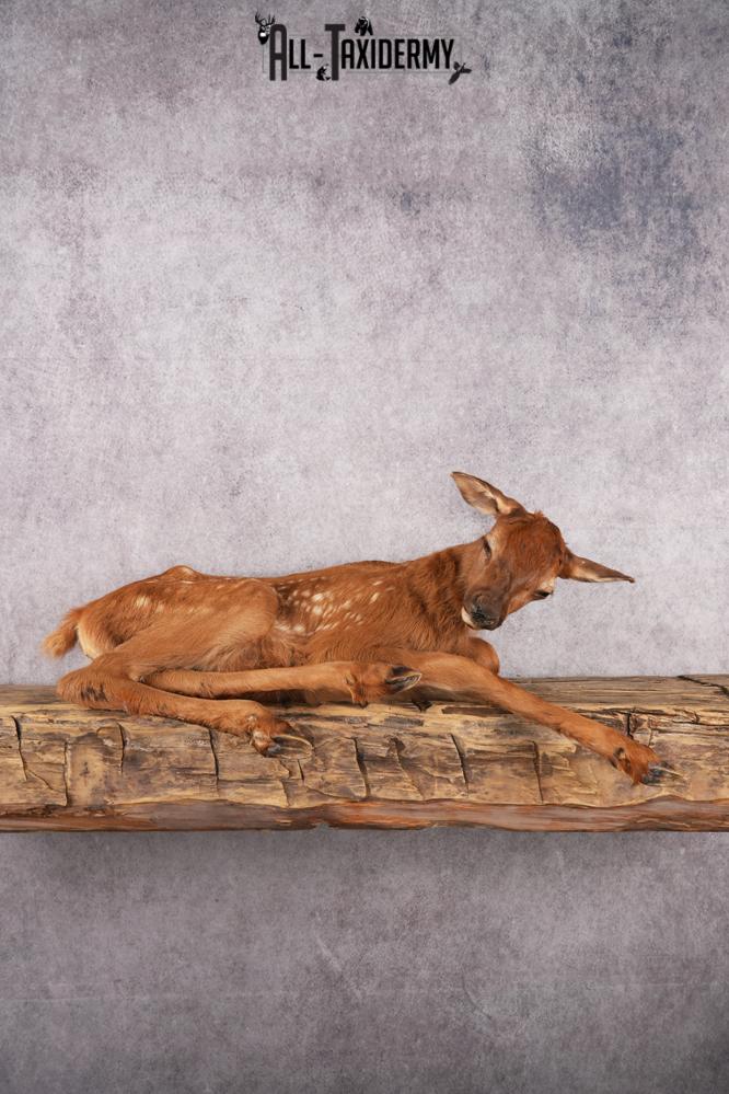 Fawn elk taxidermy mount for sale SKU 2716