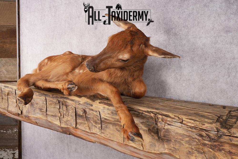 Fawn elk taxidermy mount for sale SKU 2716 - Image 6
