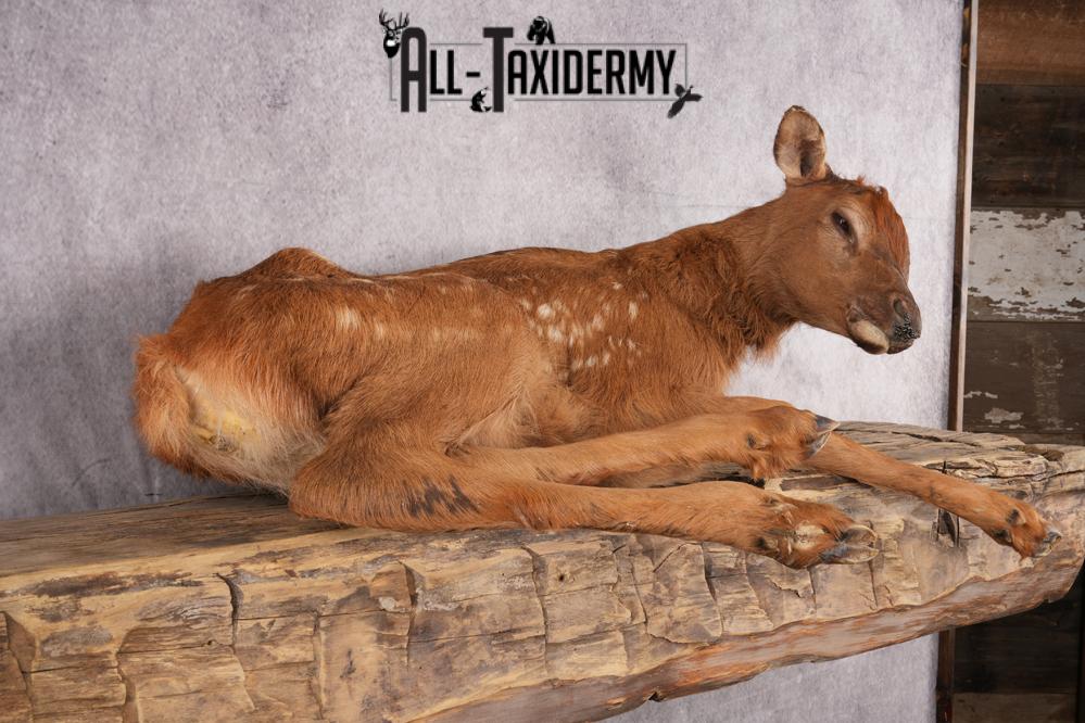 Fawn elk taxidermy mount for sale SKU 2716 - Image 5