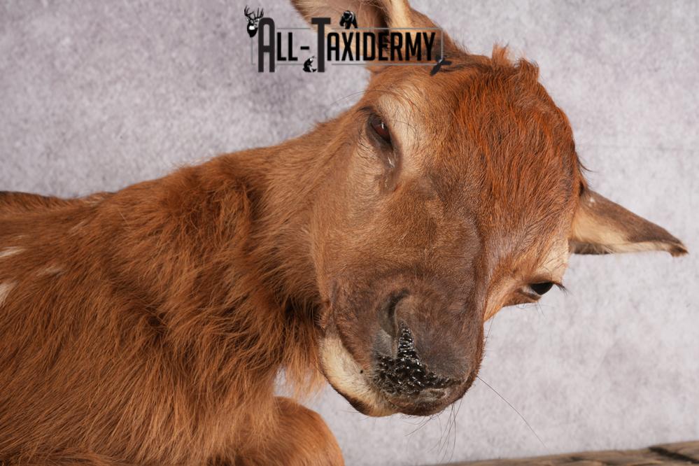 Fawn elk taxidermy mount for sale SKU 2716 - Image 4