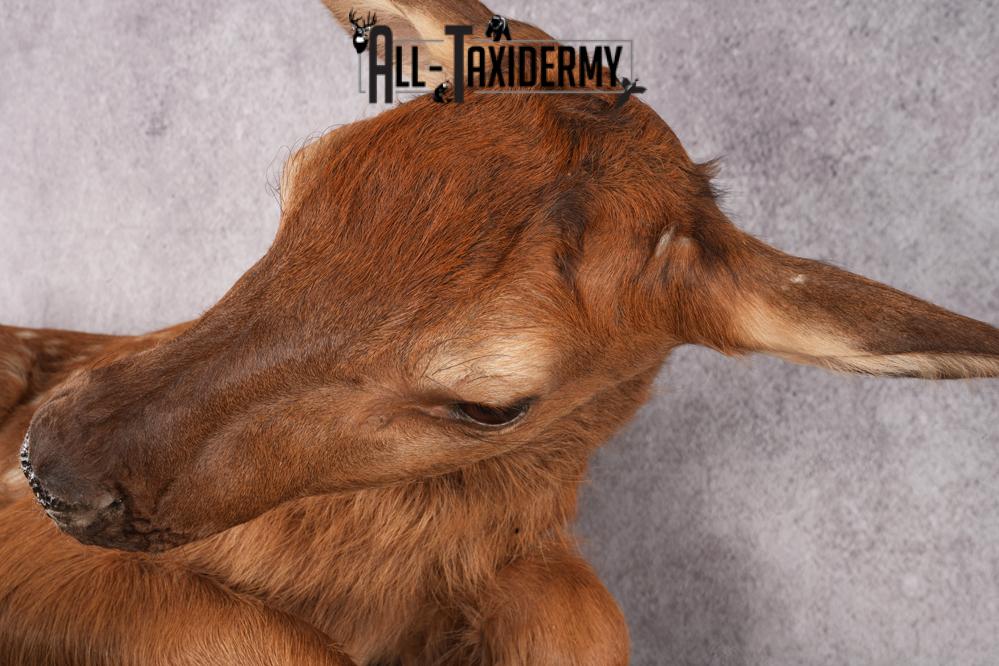 Fawn elk taxidermy mount for sale SKU 2716 - Image 3