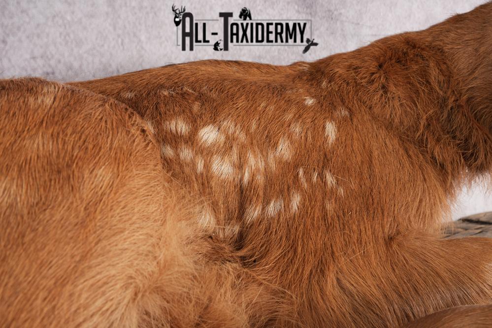 Fawn elk taxidermy mount for sale SKU 2716 - Image 2