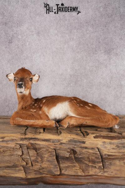 Whitetail Deer Fawn taxidermy mount for sale SKU 2705