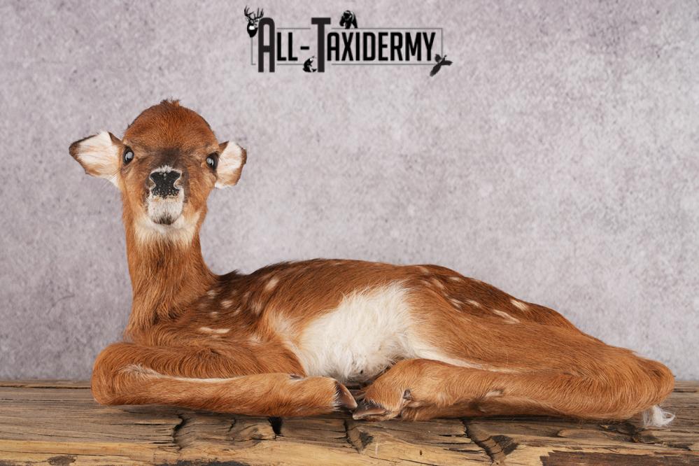 Whitetail Deer Fawn taxidermy mount for sale SKU 2705 - Image 6
