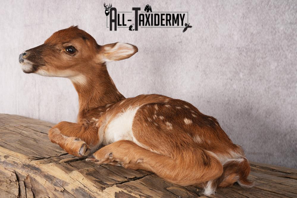 Whitetail Deer Fawn taxidermy mount for sale SKU 2705 - Image 5