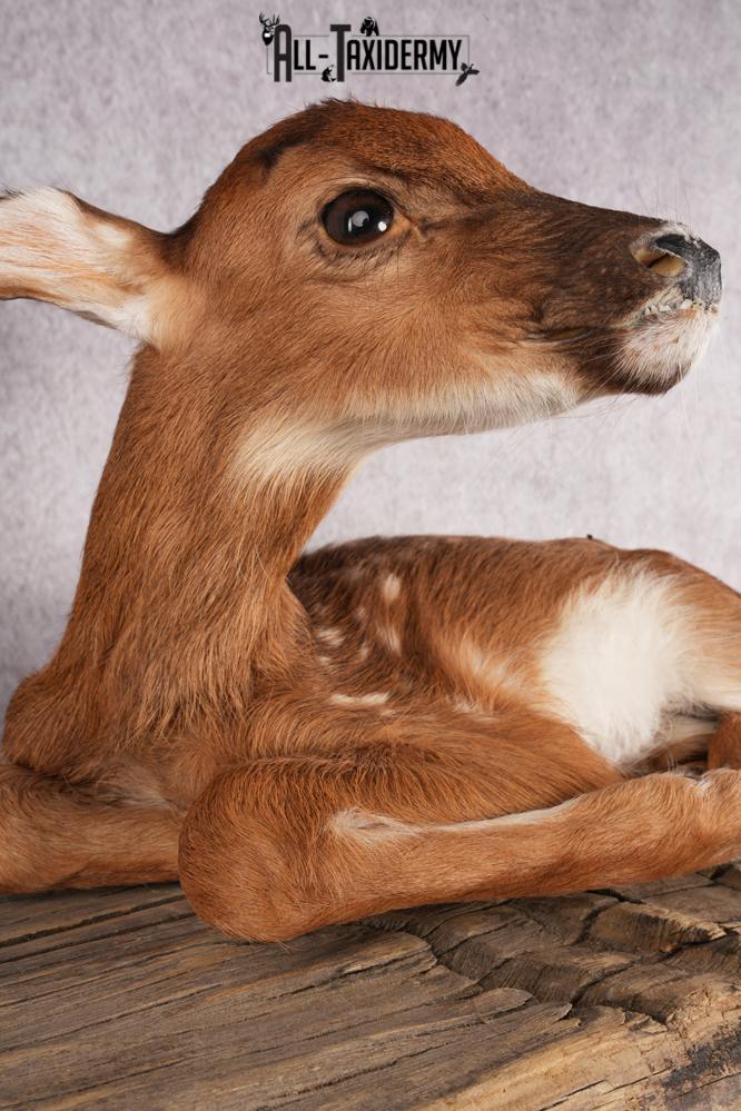 Whitetail Deer Fawn taxidermy mount for sale SKU 2705 - Image 3