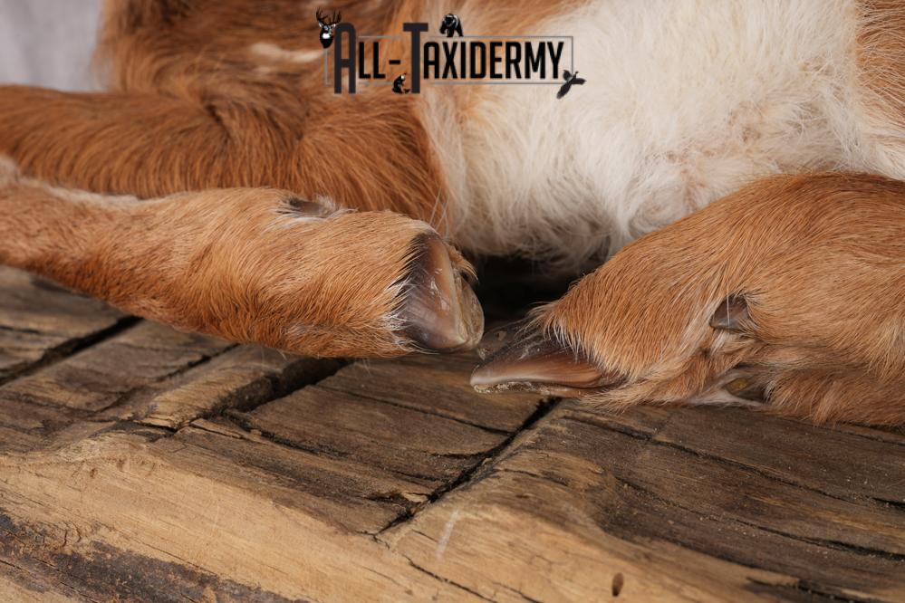 Whitetail Deer Fawn taxidermy mount for sale SKU 2705 - Image 2