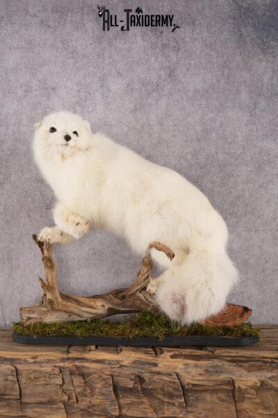 Arctic Fox Taxidermy mount for sale SKU 2707