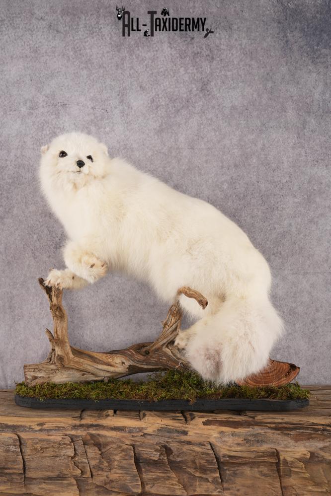 Arctic Fox Taxidermy mount for sale SKU 2707
