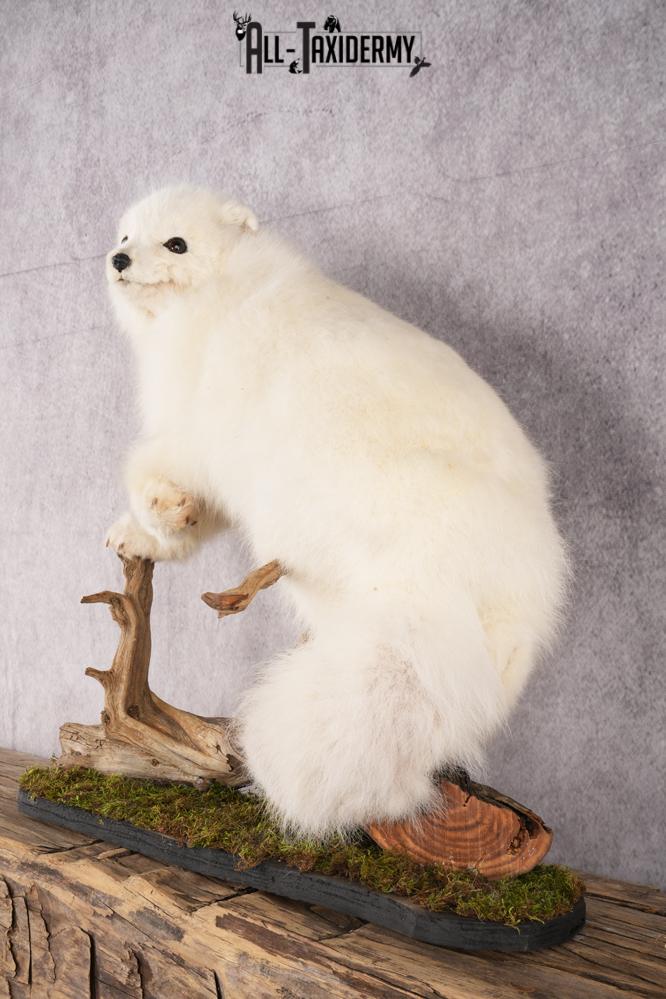Arctic Fox Taxidermy mount for sale SKU 2707 - Image 6
