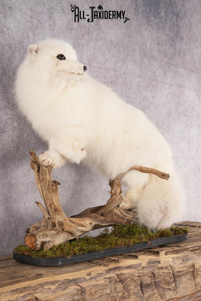 Arctic Fox Taxidermy mount for sale SKU 2707 - Image 5