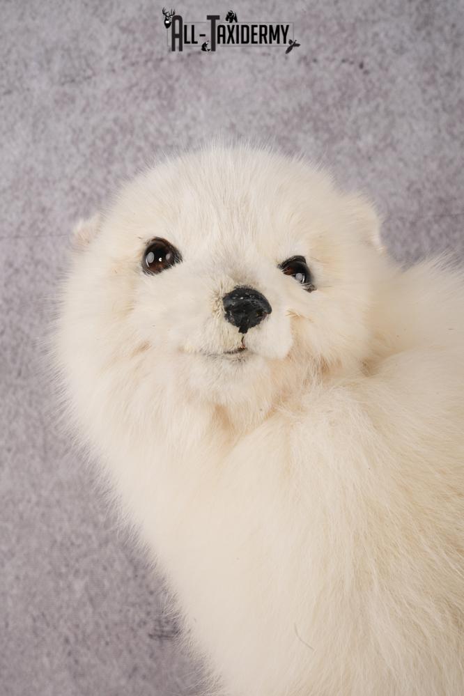 Arctic Fox Taxidermy mount for sale SKU 2707 - Image 4