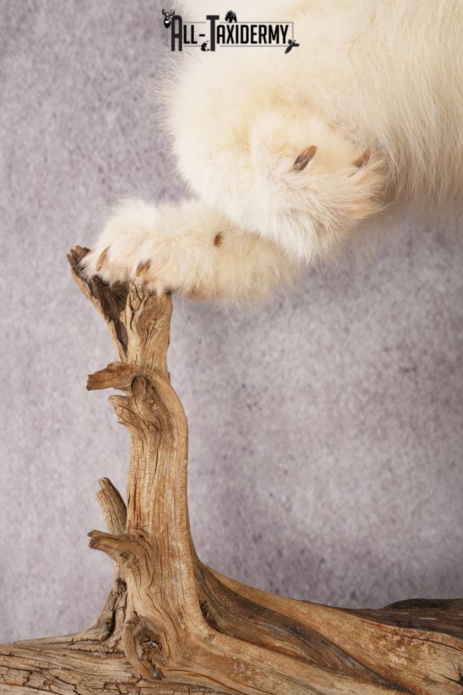 Arctic Fox Taxidermy mount for sale SKU 2707 - Image 3