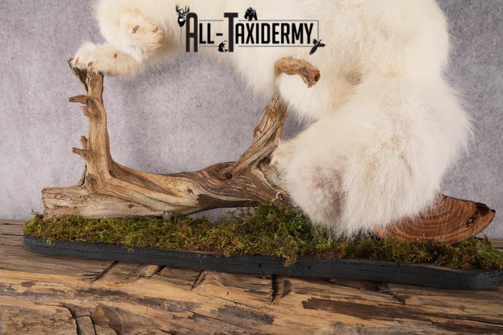 Arctic Fox Taxidermy mount for sale SKU 2707 - Image 2