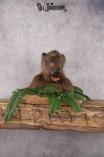 African Baboon taxidermy shoulder mount for sale SKU 2741