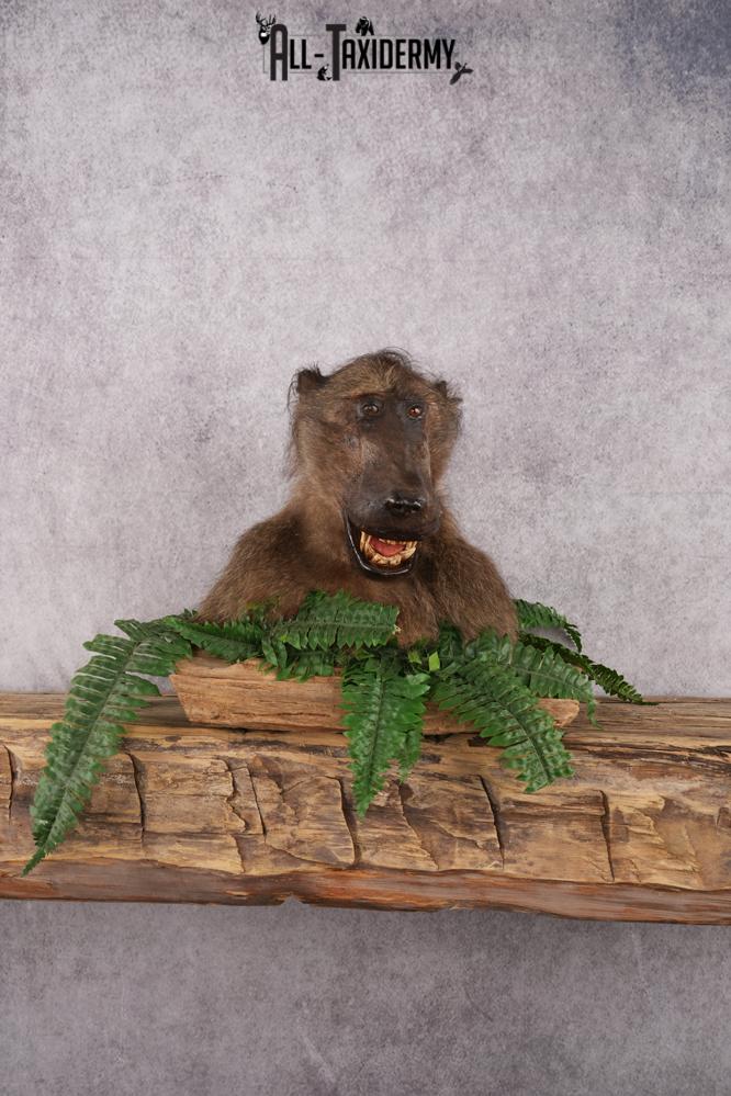 African Baboon taxidermy shoulder mount for sale SKU 2741