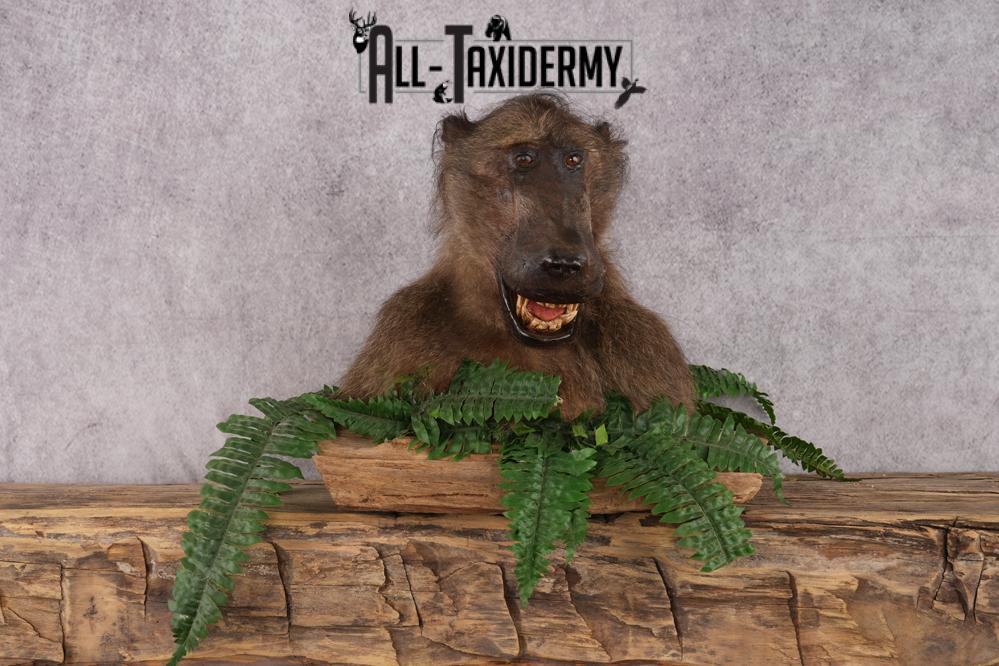 African Baboon taxidermy shoulder mount for sale SKU 2741 - Image 7