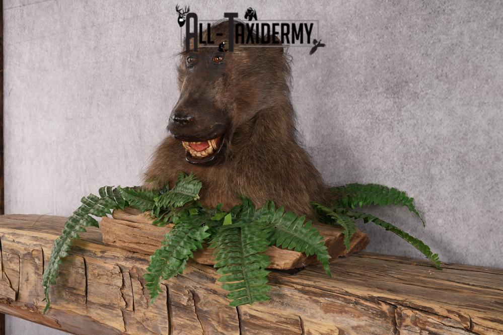 African Baboon taxidermy shoulder mount for sale SKU 2741 - Image 6