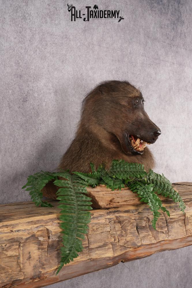 African Baboon taxidermy shoulder mount for sale SKU 2741 - Image 5