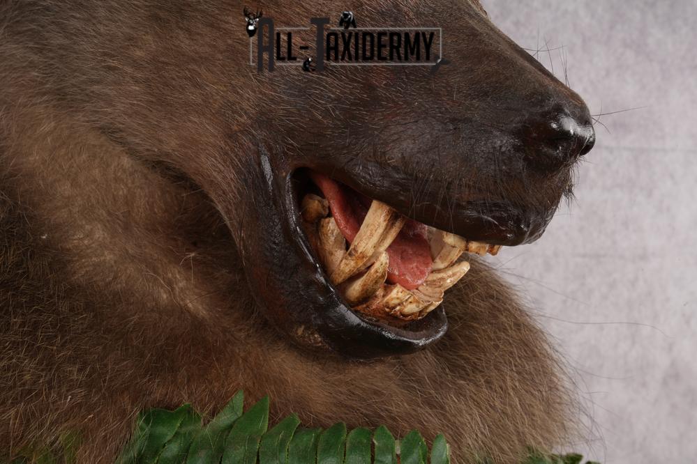 African Baboon taxidermy shoulder mount for sale SKU 2741 - Image 4