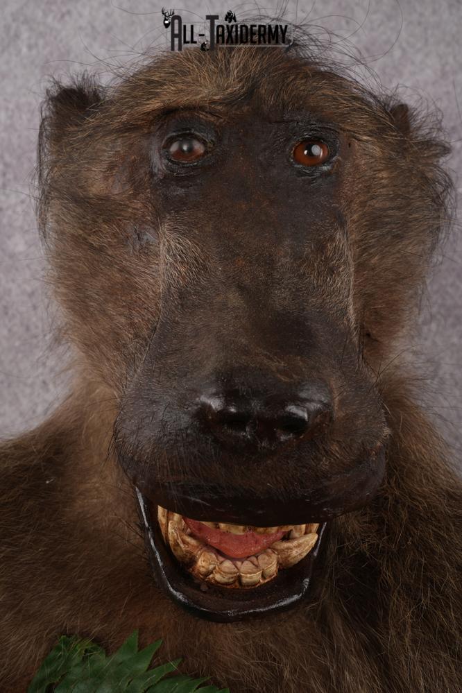 African Baboon taxidermy shoulder mount for sale SKU 2741 - Image 3