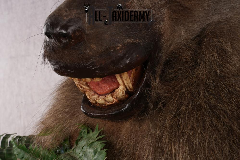 African Baboon taxidermy shoulder mount for sale SKU 2741 - Image 2