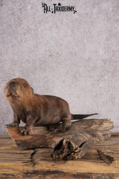 Baby beaver taxidermy mount for sale SKU 2710