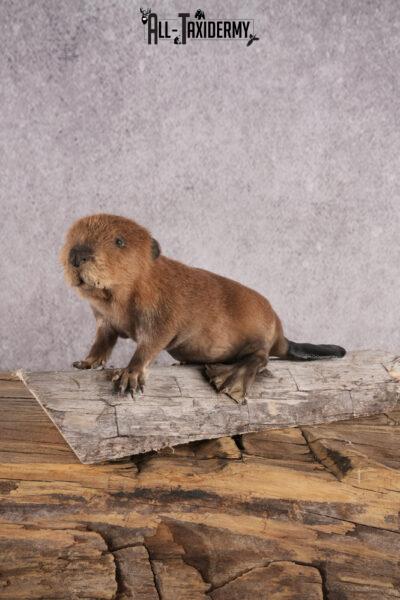 Baby beaver taxidermy mount for sale SKU 2712