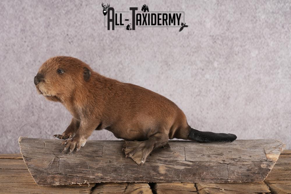 Baby beaver taxidermy mount for sale SKU 2712 - Image 5