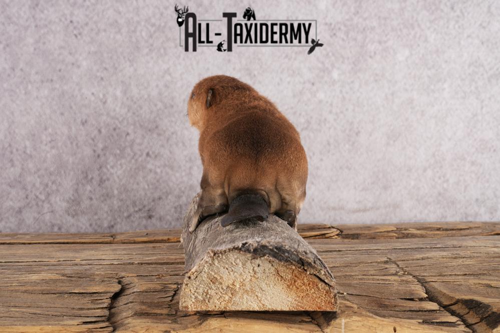 Baby beaver taxidermy mount for sale SKU 2712 - Image 4